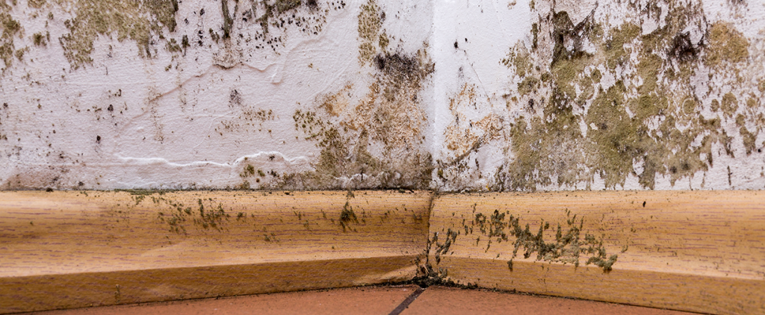 How Net Zero leads to mouldy homes